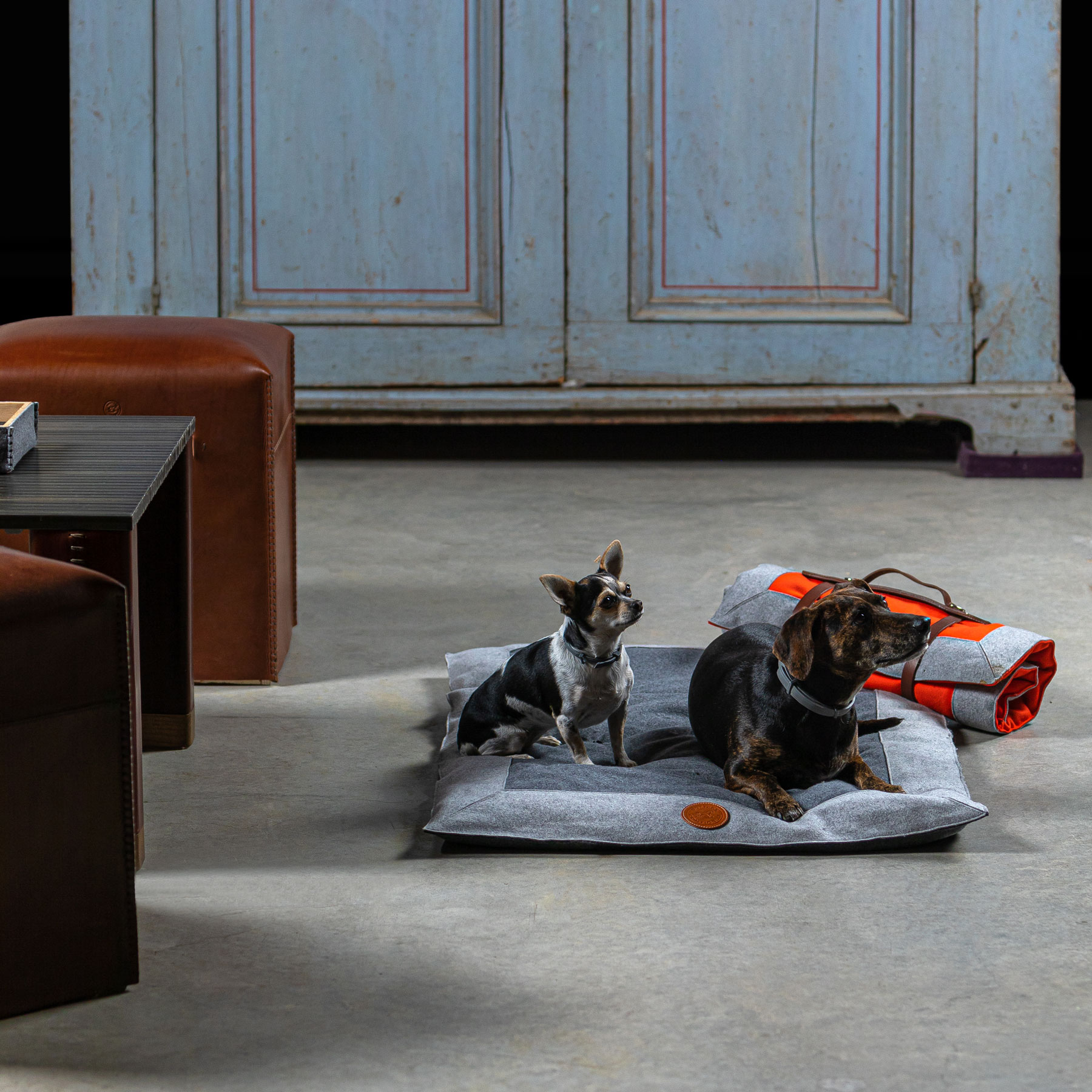 letto per cani by Bottega Conticelli,adagiato a terra con due cani sopra e dettagli dell'arredamento della stanza